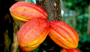 Forastero Cacao Chocolate Tree